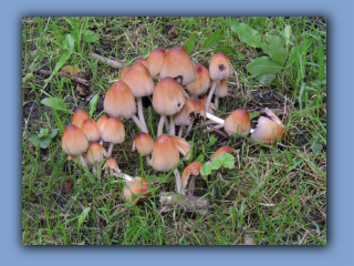 Glistening Inkcap - Coprinellus micaceus. Hetton Park 14th July 2021.jpg